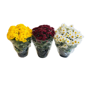 Oferta Trio Crisântemos Plantados PT11 - Mini (cores variadas)