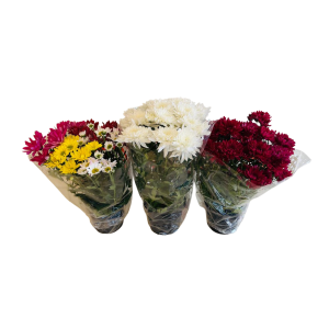Oferta Trio Crisântemos Plantados PT15 (cores variadas)
