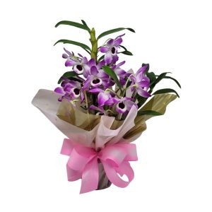 Orquídea Dendrobium (cores variadas)
